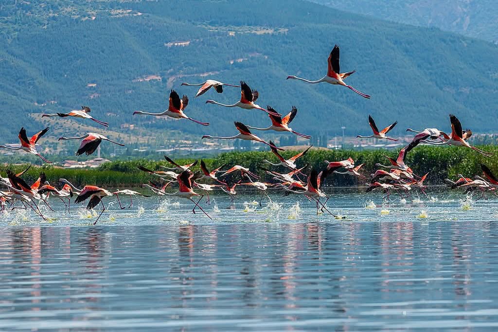 Eber Gölü'nde Flamingo Gösterisi: Doğa Tutkunlarına Unutulmaz Anlar